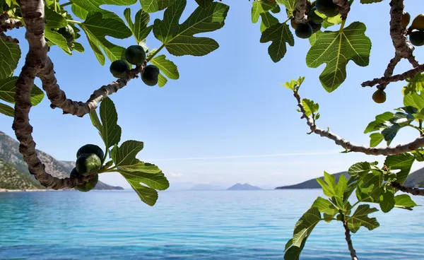 Fig Tree on Beach Greece