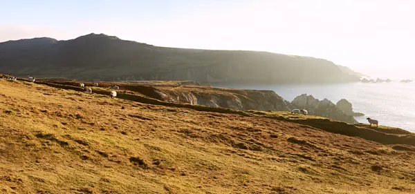 Achill Sheep, Ireland