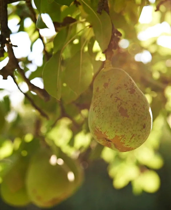 Pears, Yountville