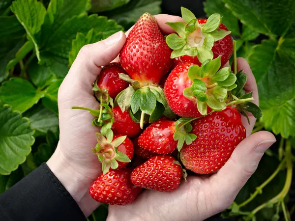 Strawberry Picking, County Line Farms